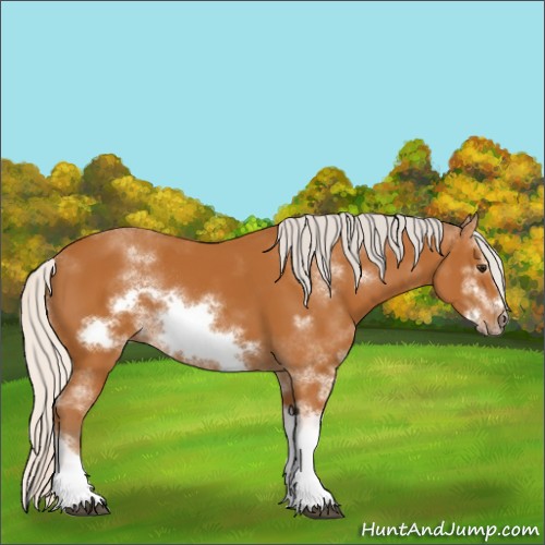 Horse Color:Silver Bay Sabino Frame Rabicano 