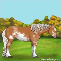 Horse Color:Silver Bay Sabino Frame Rabicano 