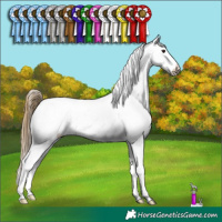 Horse Color:Buckskin Appaloosa 