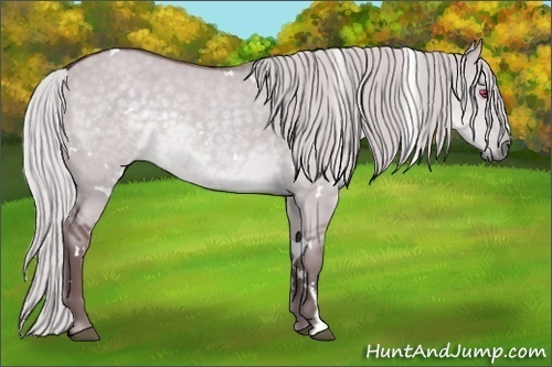 Horse Color:White Spotted Chocolate Silver Grullo Chinchilla