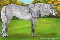 Horse Color:Silver Grullo Chinchilla 