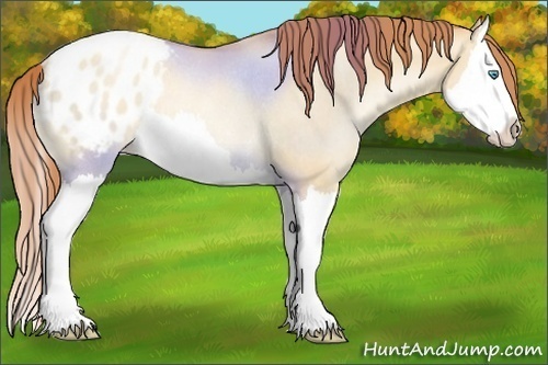 Horse Color:Chocolate Sable Champagne Pearl Dun Splash Blanket Rabicano 
