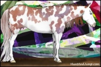 Horse Color:Chocolate Brown Pearl Splash Appaloosa Rabicano