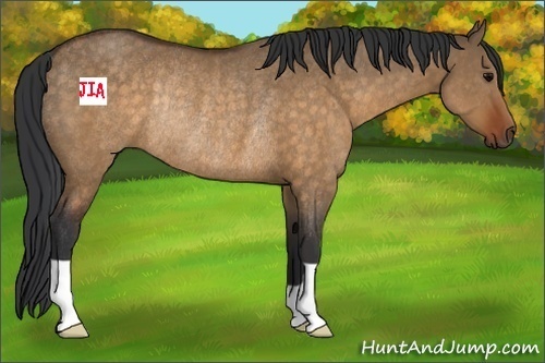 Horse Color:Brown Dun Rabicano