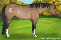 Horse Color:Brown Dun Rabicano 
