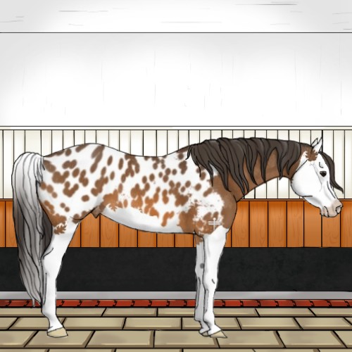 Horse Color:Bay Splash Near Leopard 