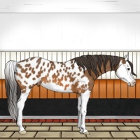 Horse Color:Bay Splash Near Leopard 