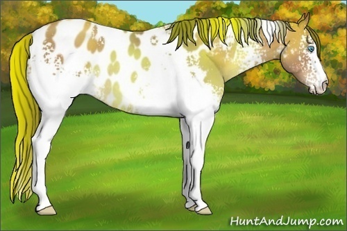 Horse Color:White Spotted Sable Champagne Blanket Rabicano 