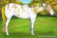 Horse Color:White Spotted Sable Champagne Blanket Rabicano