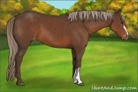 Horse Color:Liver Chestnut Appaloosa 