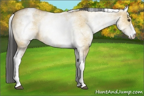 Horse Color:White Spotted Buckskin Dun 