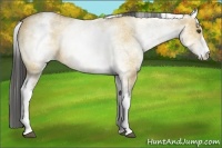 Horse Color:White Spotted Buckskin Dun 
