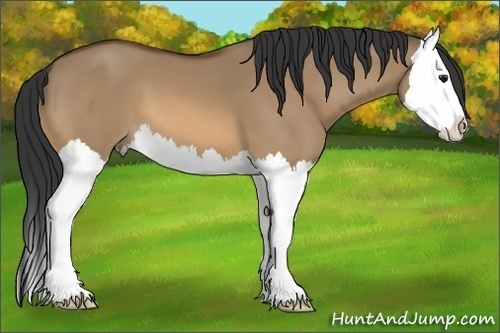 Horse Color:Bay Dun Splash