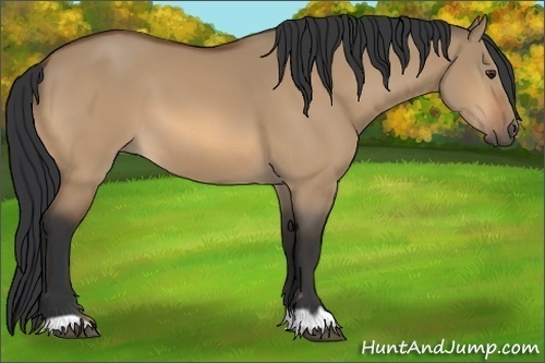 Horse Color:Bay Dun 