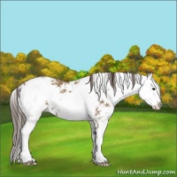 Horse Color:Classic Champagne Sabino