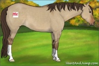 Horse Color:Liver Red Dun 