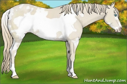 Horse Color:White Spotted Smoky Creme Frame