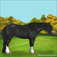 Horse Color:Gray Black 