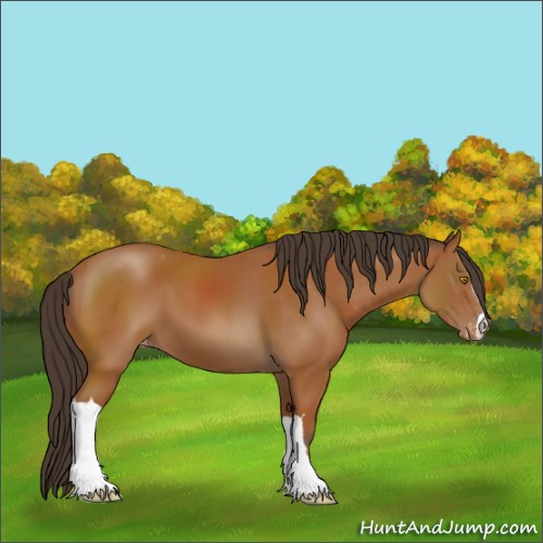 Horse Color:Bay Appaloosa 