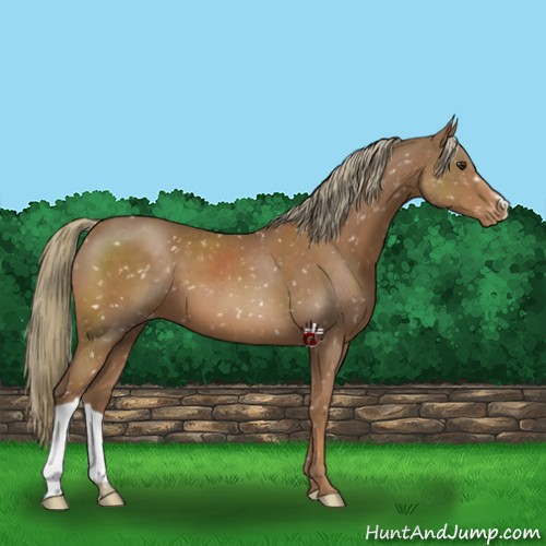 Horse Color:Chestnut Mushroom Snowflake Varnish