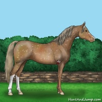 Horse Color:Chestnut Mushroom Appaloosa