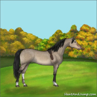 Horse Color:Gray Brown Dun Appaloosa 