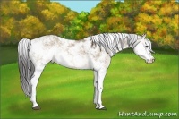 Horse Color:Buckskin Dun Sabino 