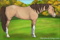 Horse Color:Amber Champagne