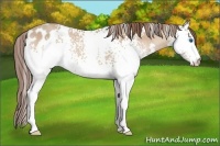 Horse Color:White Spotted Amber Champagne Splash Appaloosa 