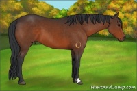 Horse Color:Brown 