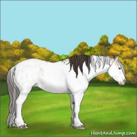 Horse Color:Classic Champagne Sabino Blanket 