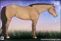 Horse Color:Amber Champagne 