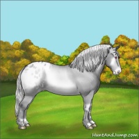 Horse Color:Silver Sable Champagne Chinchilla Onyx Varnish