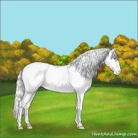 Horse Color:White Spotted Chocolate Silver Buckskin Chinchilla Pearl Onyx Near Leopard 