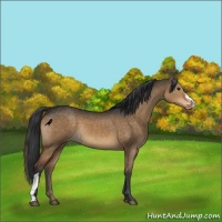 Horse Color:Brown Dun Varnish