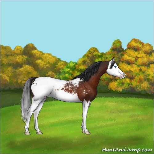 Horse Color:Brown Splash Appaloosa