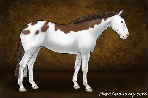 Horse Color:Liver Chestnut Splash Appaloosa 