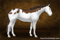 Horse Color:Liver Chestnut Splash Appaloosa 