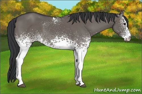 Horse Color:White Spotted Grullo 