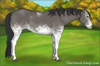Horse Color:White Spotted Grullo 