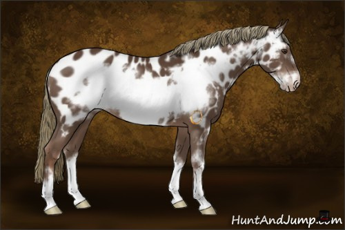 Horse Color:Liver Chestnut Sabino Frame Appaloosa 
