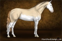 Horse Color:Gold Champagne Dun Splash 