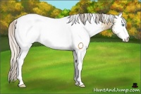 Horse Color:White Spotted Chocolate Palomino Pearl Rabicano