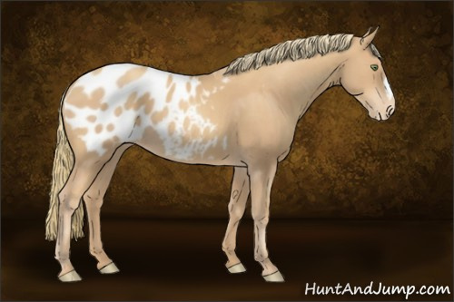 Horse Color:Gold Champagne Appaloosa