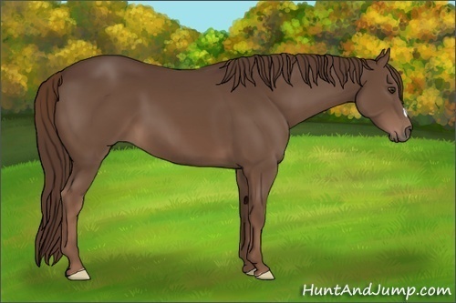 Horse Color:Liver Chestnut 