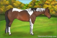 Horse Color:Brown Tobiano 