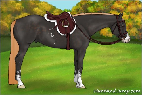 Horse Color:Liver Chestnut Sabino 