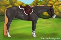 Horse Color:Liver Chestnut Sabino 