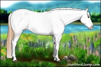 Horse Color:Buckskin Near Leopard 
