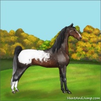Horse Color:Brown Appaloosa 